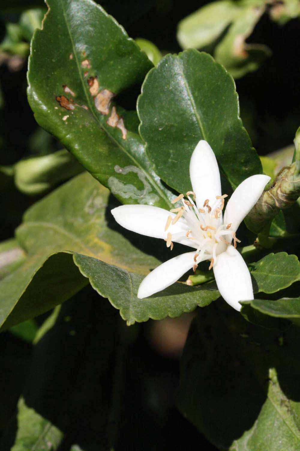              Flower (Riverside, CA)       